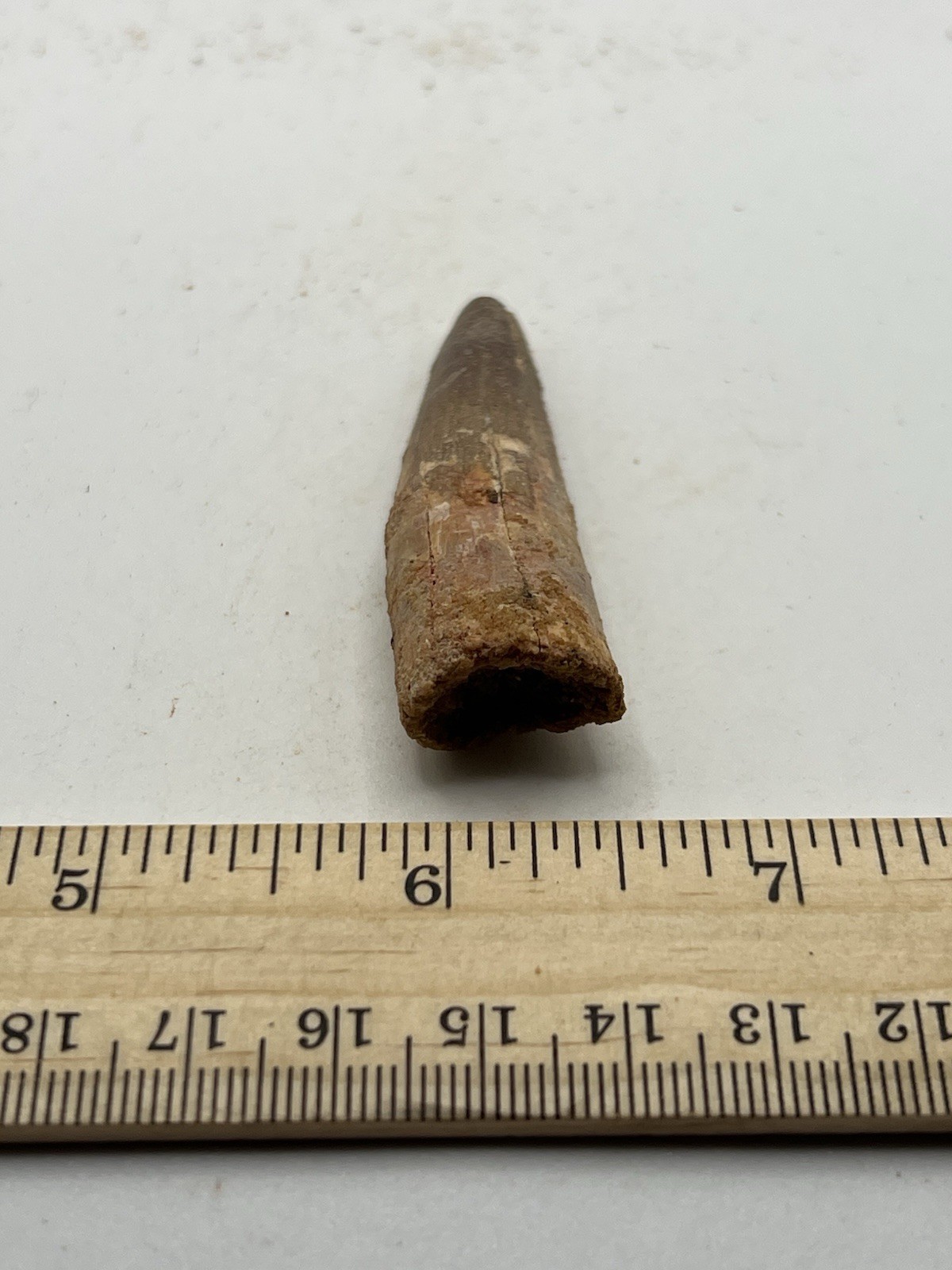 Spinosaurus 2.25” TOOTH  Teeth Dinosaur Fossil before T Rex Cretaceous CS 745