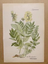 1886 ANTIQUE PICTURES LITHOGRAPH ART PRINT BOTANY FLOWER FLORA NATURE DECO PO...