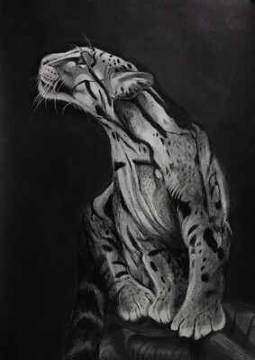 Cloud Leopold, Limited Edition Print