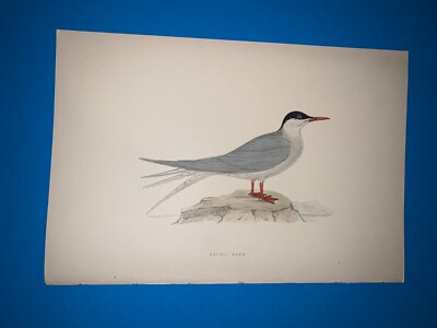 morris birds antique print 1870- arctic tern- home decor RARE good condition