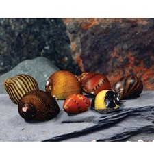   Assorted Nerite Snails 6 Pack Freshwater Aquarium Snails Live