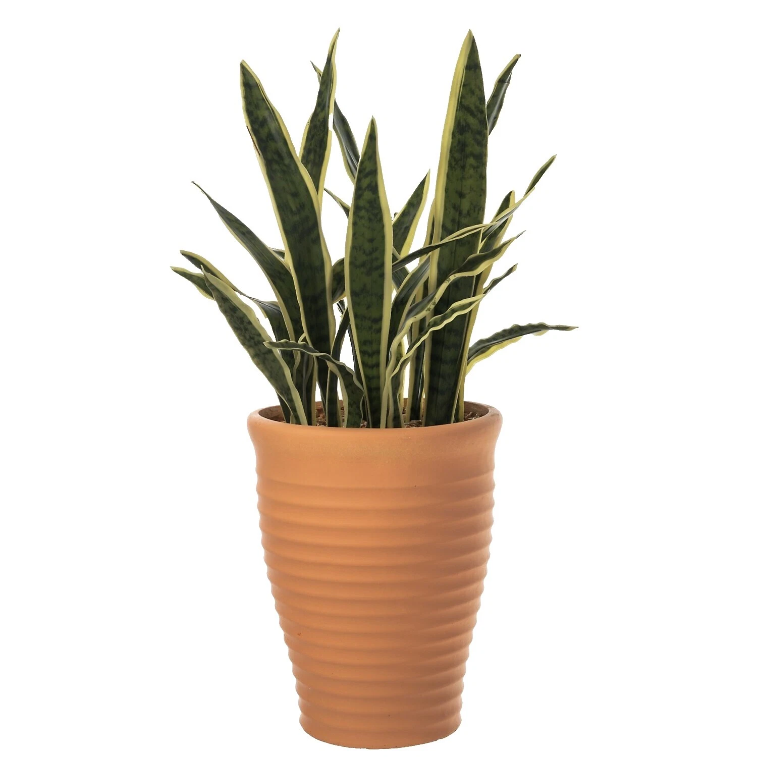 Planta de interior sintético Decoración Floral