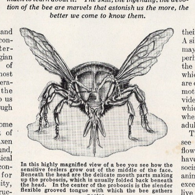Workshop Of The Bees Honeybee Hive Life Science Illustration 1948 Vintage Print