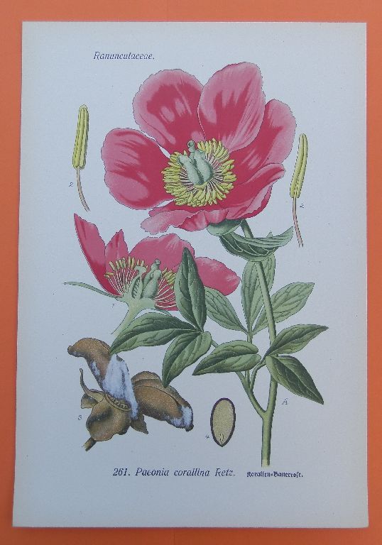 Bild 2 von 2