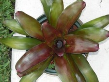 Neoregelia NON-VARIEGATED PEMIENTO Bromeliad one tropical plant BIG 
