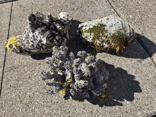 Large Natural Conch Seashells/Coral Terrarium Garden Decor Moss (Lot Of 3)