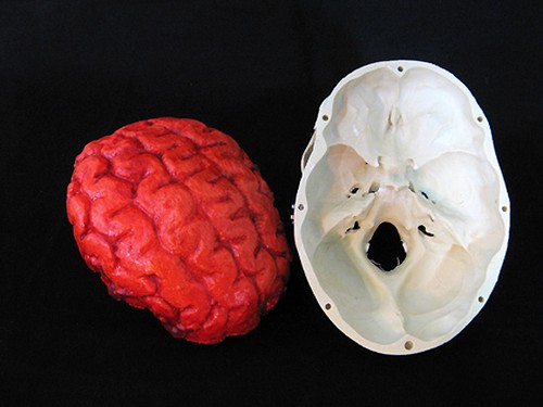 Cráneo Harvey con Cerebro Sangriento, Utilería de Halloween, Cráneos/Esqueleto Humanos, NUEVO - Imagen 7 de 7