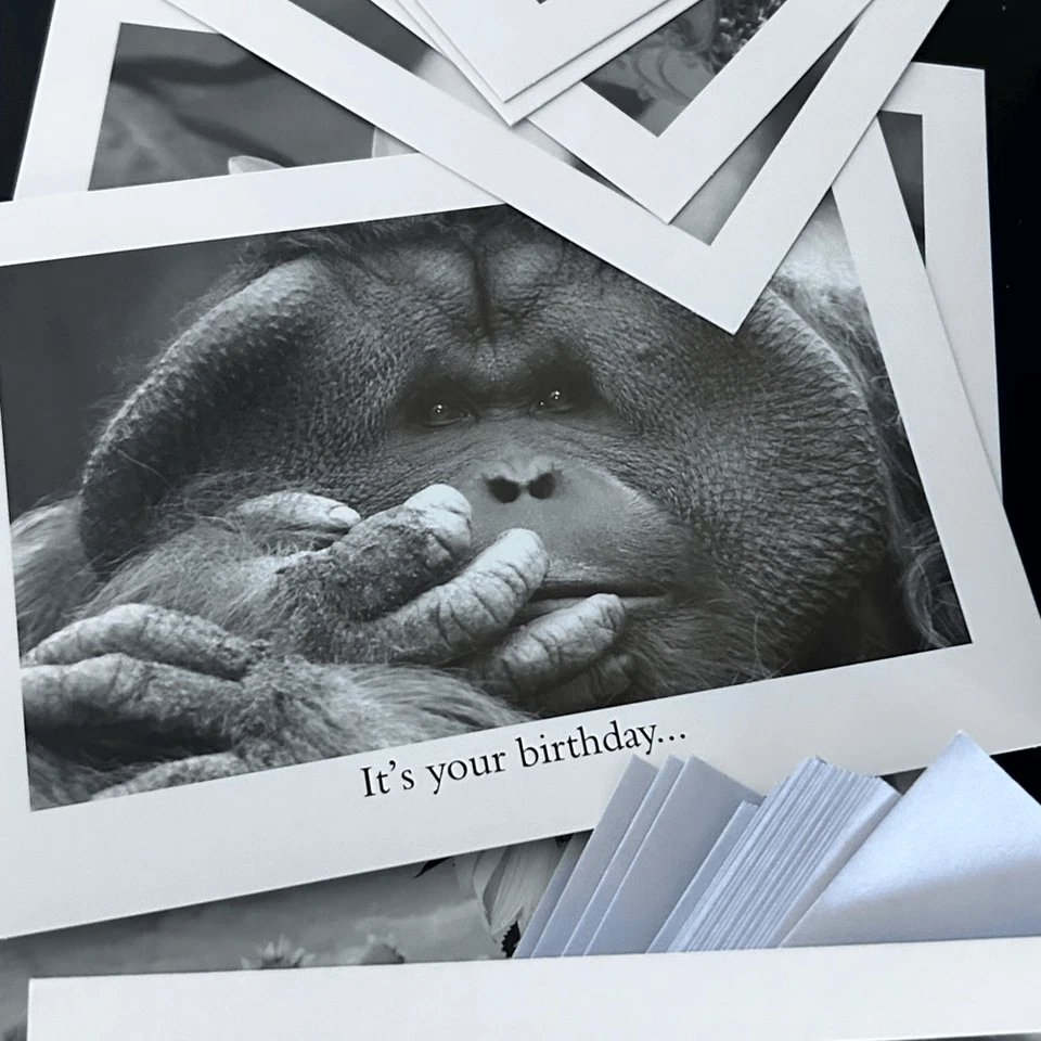 NEW SEASONS Contemporary All Occasion Greeting Cards 5" x 7" box with envelopes - Imagem 4 de 4