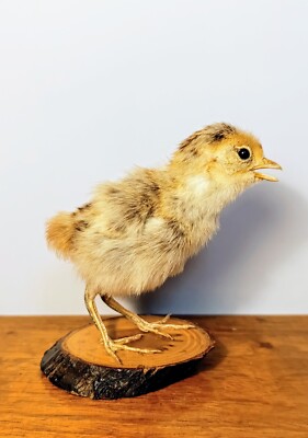 Taxidermy, Cabinet De Curiosites: Pullo Di Pollo (Gallus gallus domesticus)