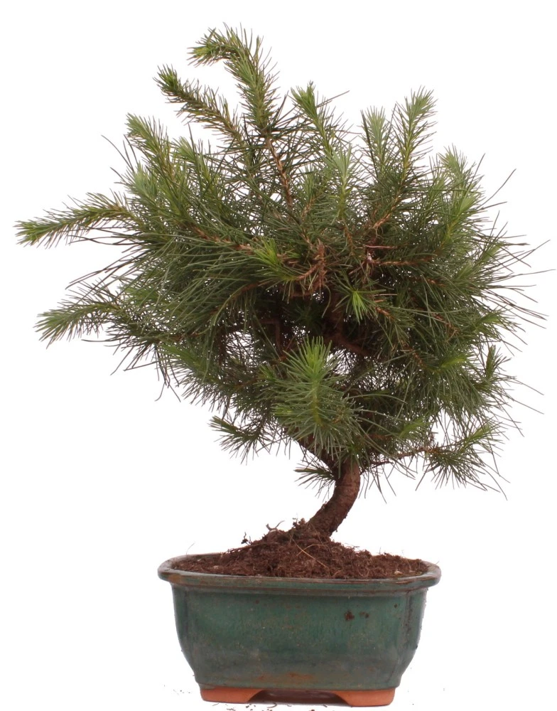 european beech bonsai European Beech