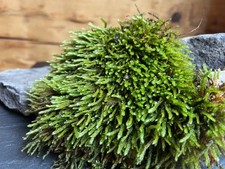 Live Fresh Brocade Moss- 10  x10  Bag -Uses Bonsai, Terrarium, Vivarium, Garden