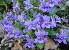Viola riviniana - Common Dog Violet 9cm pot or bare