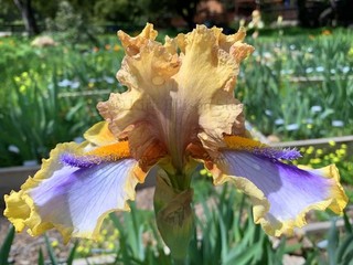 Tall Bearded Iris Rhizome "IZITME ORIZITU" Tom Burseen 2013 SPACE AGE HORNS!