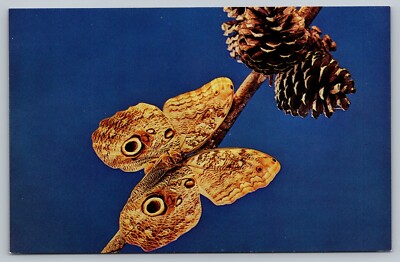 Owl Butterfly From South America May Museums Of The Tropics 60s Vintage Postcard