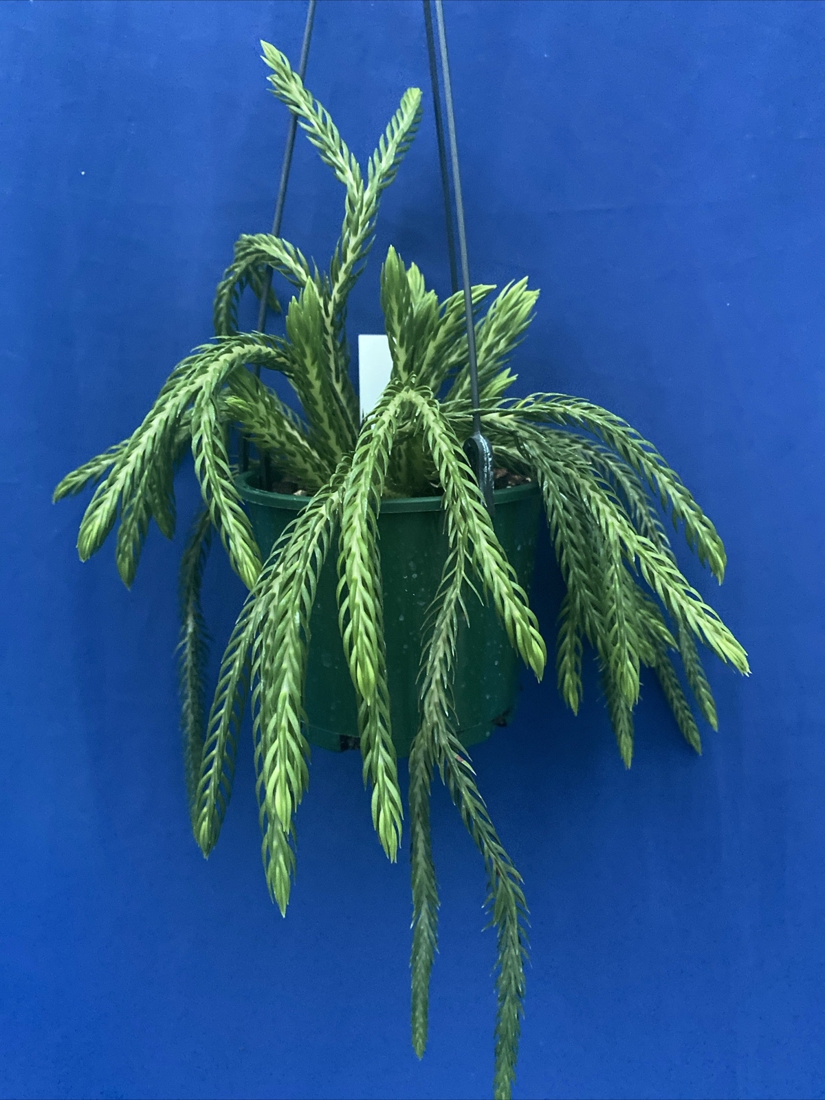 Qld. Carinata Square Coen Tassel Fern. eBay