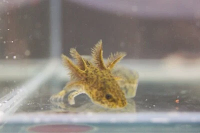 Axolotl Babies Pets Gumtree Australia Free Local Classifieds