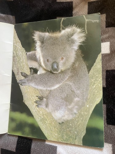 ESTA DE FOSSARD. KOALA CATCHES A THIEF ....... ALMOST. PAPERBACK. 1983 - Picture 3 of 7