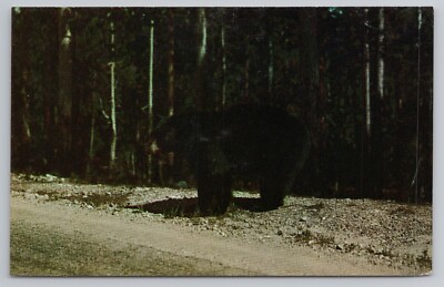 Black Bear Our Hitchhikers Here Wear Fur Coats Postcard