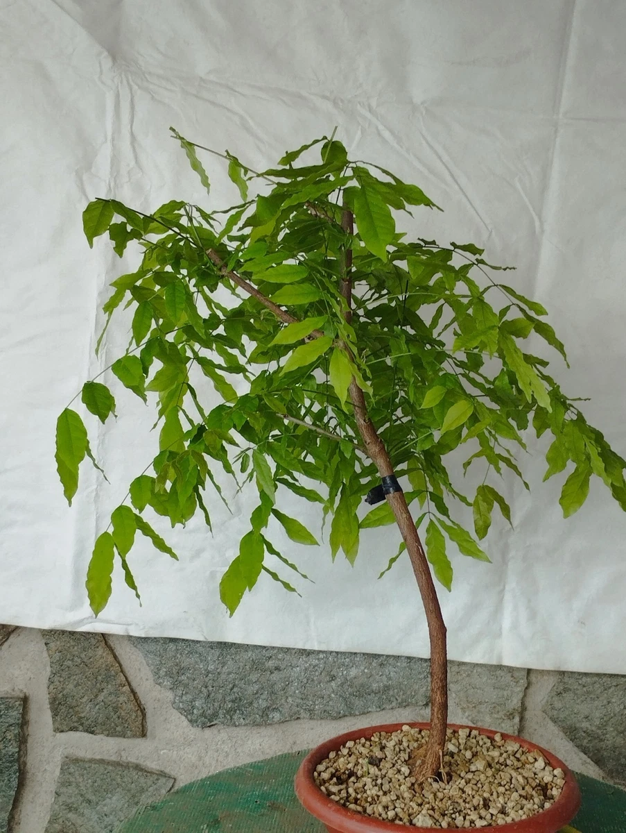 kirschblüten bonsai echt Kirschblüten-Bonsai Baukasten – SHAHD GROUP