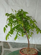 Bonsai di Glicine 55x23cm In Vaso Pianta Articolata  Bonsai Stupendo Yamadori🌸