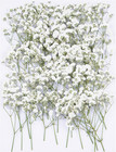 50Pcs White Dried Pressed Babys Breath Flowers for Crafts Candle Soap Wedding