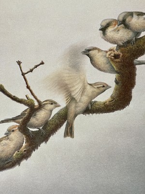 Print Birds Sparrows by Nigel Hemming Branch Meeting Signed and Numbered