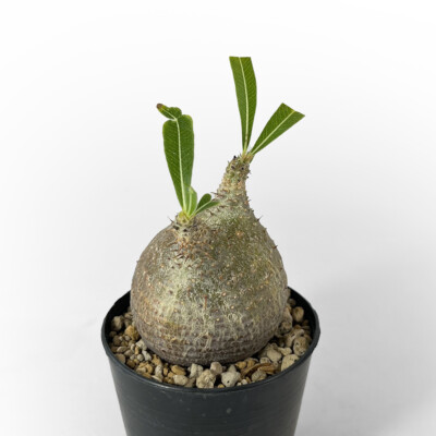 Pachypodium gracilius for sale by Little One Plant Nursery | eBay