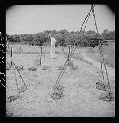Untitled photo, Maryland. Residents working in their garden plot, : Greenbelt