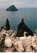 Carte Postale - Irlande - Kerry - Gannets and the Skellig Rocks - Cormorans - Oi