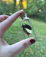 Common Nawab Real Butterfly Hind Wing in a Glass Jar Oddity Trinket Curiosity 
