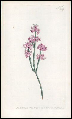 1808 CURTIS Botanical ERICA ARTICULARIS Gelenkheide Pl 423 (CB2/43)