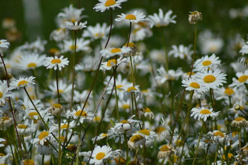 ORGANIC WILD FLOWER OX EYE DAISY 20 GM SEEDS APPROX 60,000 SEEDS LEUCANTHEMUM V