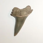 Mako Shark Tooth Fossil from South Carolina with Certificate of Authenticity