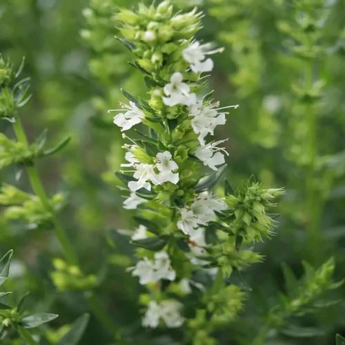 Herb plants, garden ready, 9cm pots lots of choice - Picture 64 of 298