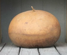 10 Bushel Gourd Seeds for Planting Giant Round Gourds