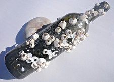 Sea Glass, Wine Bottle with Barnacles on it