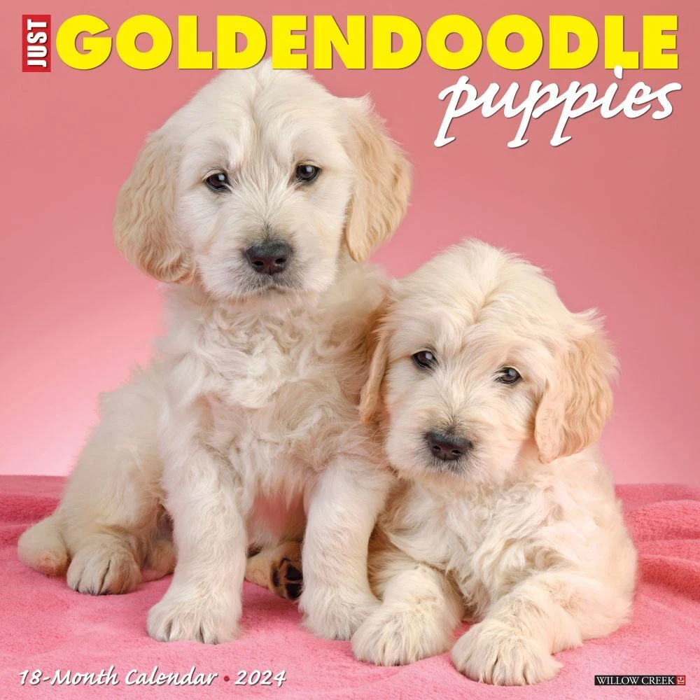 Willow Creek Press, Just Goldendoodle Puppies 2024 Wall Calendar  9781549233715 | eBay