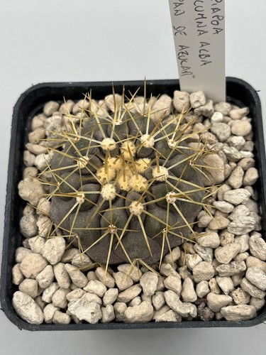 copiapoa cinerea columna alba pan de azucar x haseltoniana pianta rara vaso 7cm - Foto 4 di 4