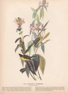 Audubon 1942 Vintage Birds #124 ''Wilson's Warbler'' Full Color Art Plate Litho