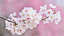 Digital Image Picture Wallpaper Background Desktop Cherry flowers Cherry blossom