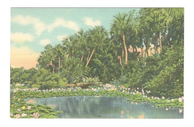 Water Lilies in the Bloom in the Sunny South US Vintage Postcard EB228