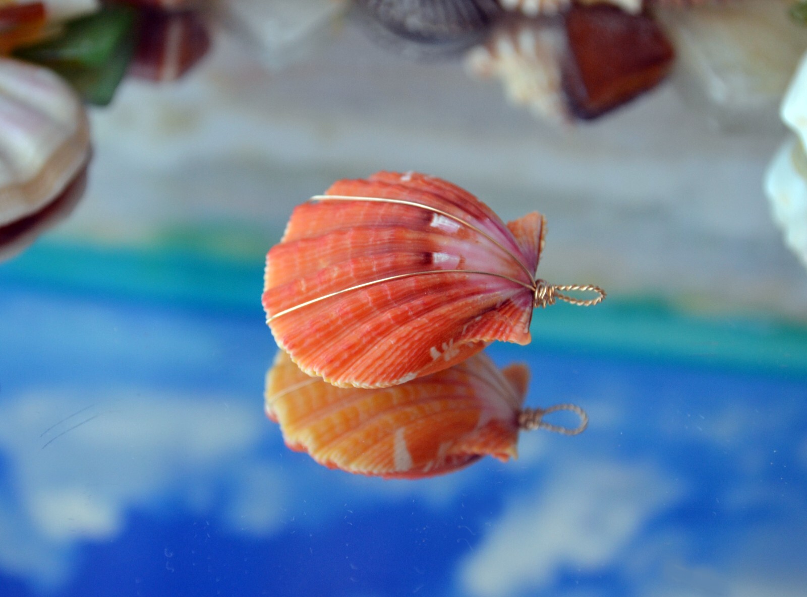 Huge 32.70 mm 14K Gold Wrapped Hawaiian Sunrise Shell Pair (Pecten ...