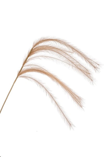 Artplants KüNstlicher Zweig Federgras Rispen Luminia, Beige, 135Cm-image