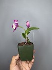 NEW! Unreleased 2027 Cattleya (Slc. Angel Eyes x Slc. Warpaint) SVO 11503 — photo 6