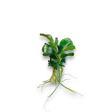 Bucephalandra Green Wavy Aquarium Plants Factory