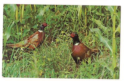 RING NECKED PHEASANTS  Voted by Hunters as Number One Game Bird Postcard 