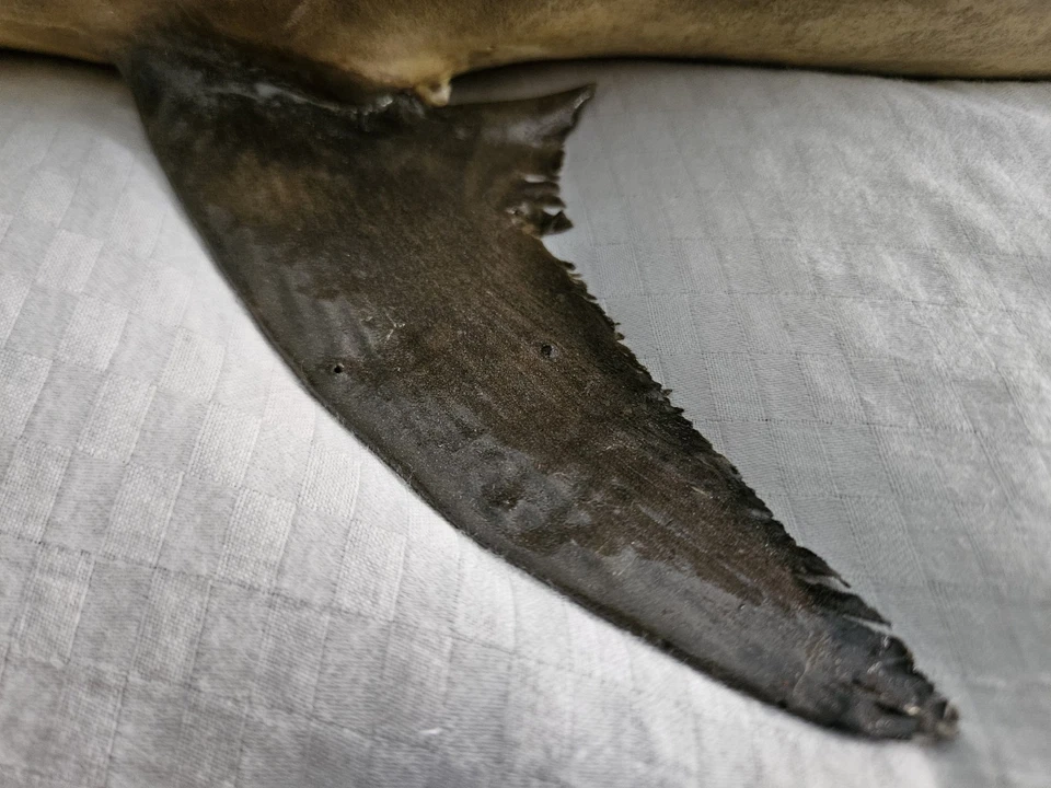 🦈 Ultra Rare Antique Real Skin Thrasher Shark Taxidermy Mount – 33.5” Long 🦈 - Image 4 of 4