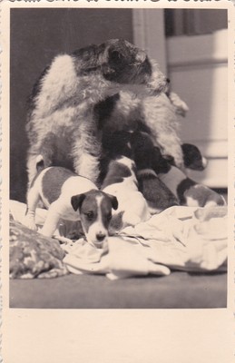 1950s Longhair Jack Russell Terrier With Puppies Dogs Pets Soviet