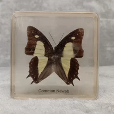Real Common Nawab Butterfly Entomology Specimen Suspended in Resin Bug Science