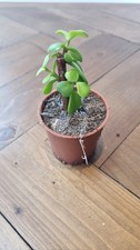 Elephant Bush (Portulacaria Afra) - Miniature Jade Bonsai Starter